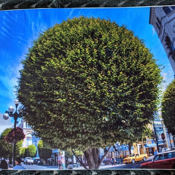FURTHER REDUCED - Vintage Photograph-Hornbeam Tree, Government St, Victoria. BC - Picture 1 of 4